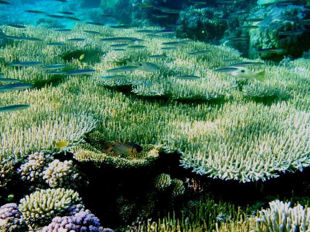 Bolilanga Island Resort - Togean Island Angkayo المظهر الخارجي الصورة
