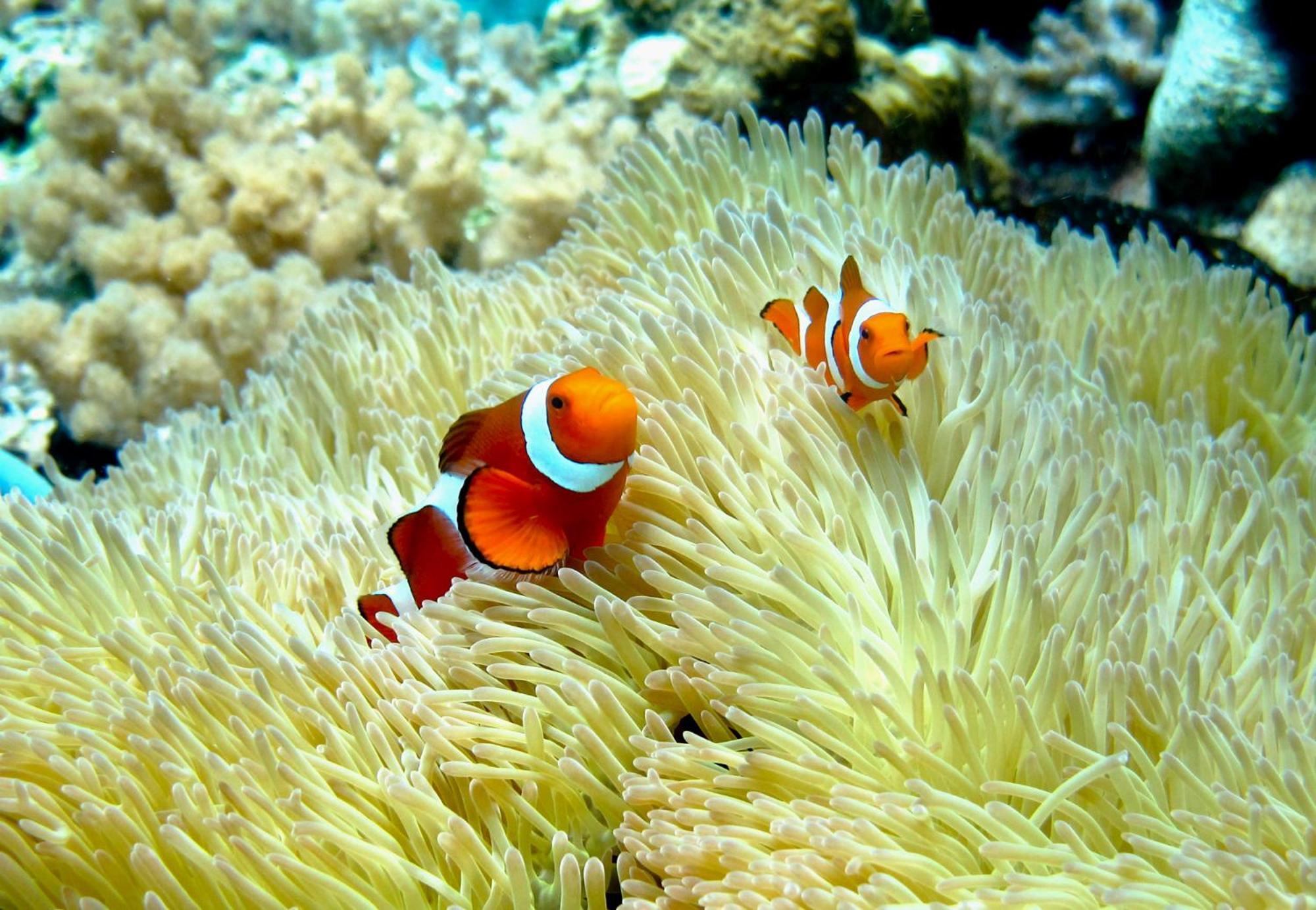 Bolilanga Island Resort - Togean Island Angkayo المظهر الخارجي الصورة
